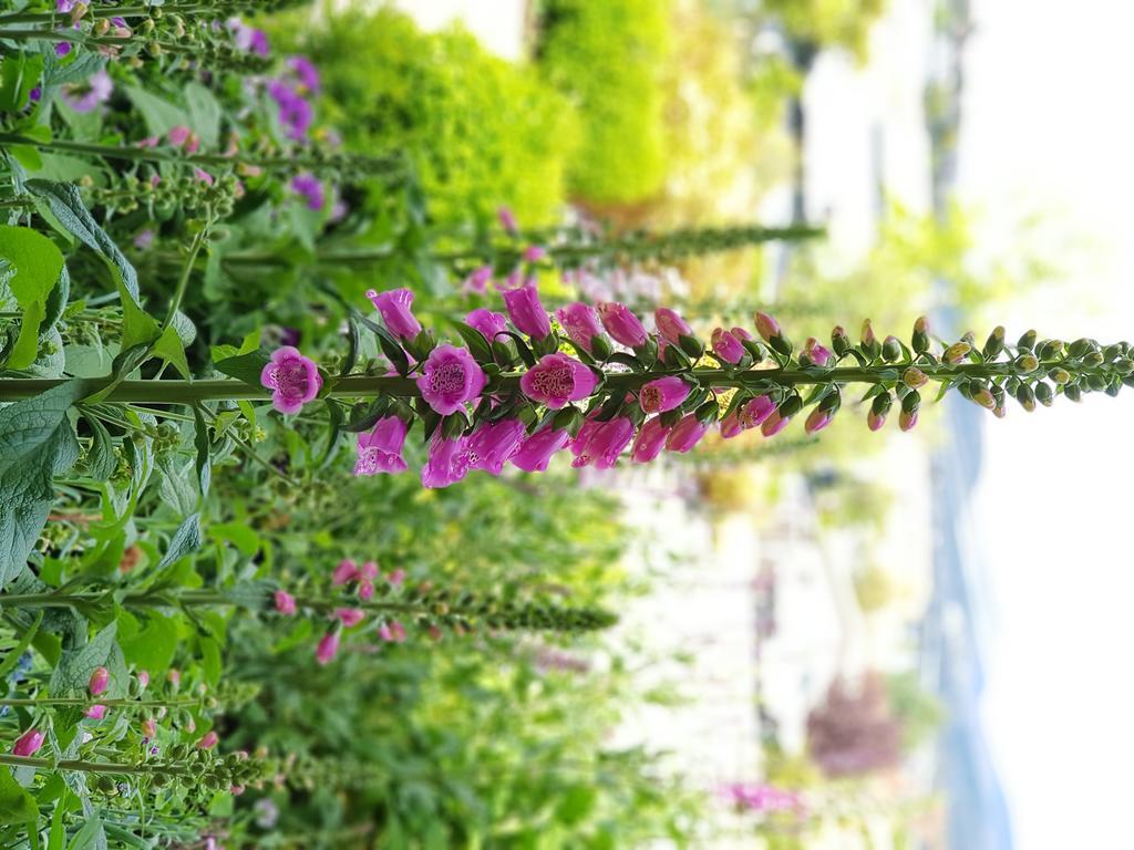 ホバート Orana House Bed & Breakfast エクステリア 写真